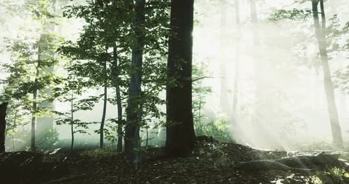 Sunlight Filtering Through Trees in a Peaceful Forest Environment