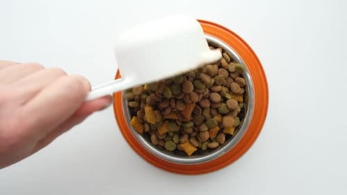 Cat's Paw Taking a Bowl Filled Dry Food on a White Studio Background Humor Funny Video Playful Cat