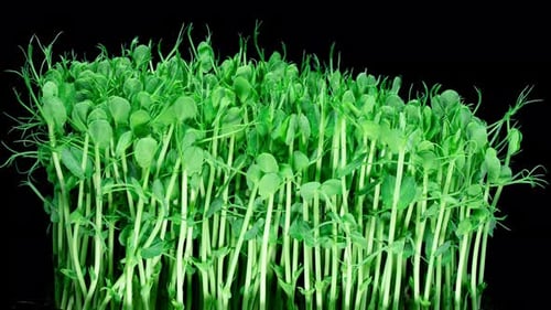 Green Pea Germination Moves In Time Lapse. Micro Greens Seedling For Healthy Eating. Vegan Food