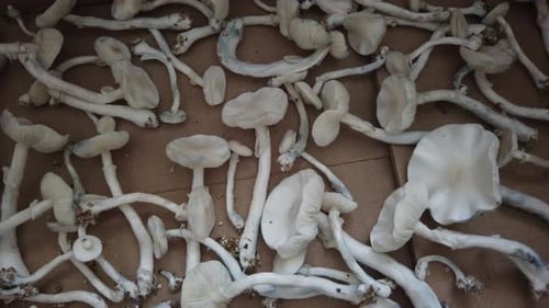 Closeup Psilocybe cubensis mushrooms drying, Albino Thailand shroom Psychoactive