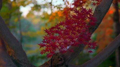 Red Autumn Leaves on a Tree Branch
