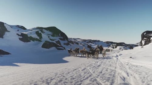 Dog Sled Team Racing Across Snowy Landscape