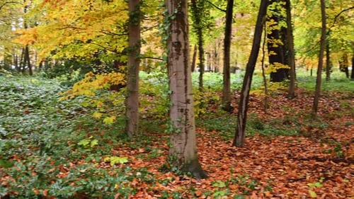 Forest densely populated with mature trees and ground cover, pan shot