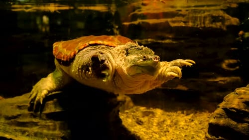 Schildkröte in einem Terrarium im Wasser Selective Focus
