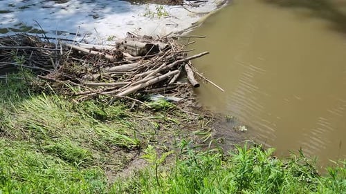 High Water Over Beaver Dam, Upward Pan Revealing Spring Runoff in Forest Stream. Close-up of water