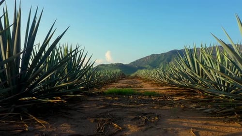 Blue agave fields tequila fertile land to plant maguey liquor mezcal landscape planting lands