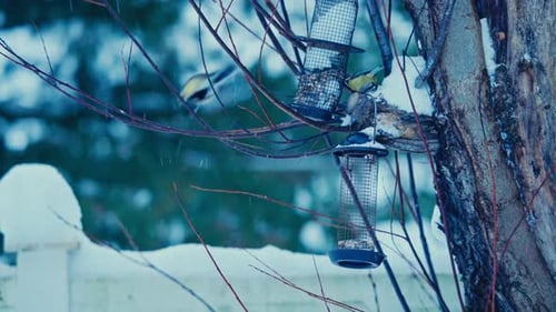 Eurasian Blue Tit Birds In Snowy Winter Season. Close-up Shot