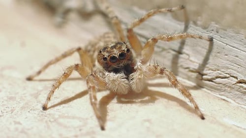 Belle araignée profitant de la nature en plein air, gros plan macro