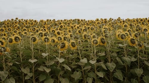 Side View of Fast Moving Sunflower Heads in Field