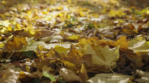 Autumn Yellow Leaves on Ground Close Up Background of Fallen Autumn Foliage on Park Lawn