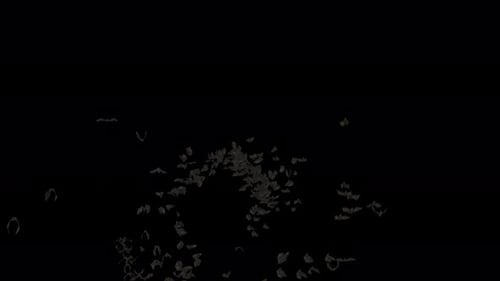Bat Crowds on Alpha Channel 4K.