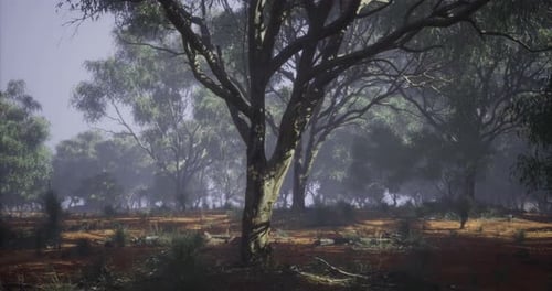 Foggy Landscape with Trees in a Tranquil Forest During Early Morning