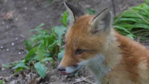Süßes Rotfuchsjunges steht im Gras und schaut in die Kamera. Rotfuchs aus nächster Nähe. Europäisch in Zeitlupe