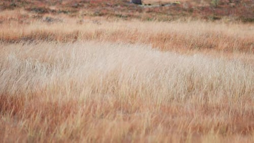 Dry grass sways in the wind. Parallax video.