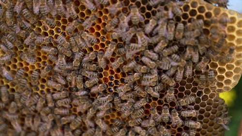 Bienen schwärmen auf einer Honigwabe. Nahaufnahme einer Biene, die im Bienenstock arbeitet.