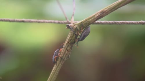 Macroshot de ces deux adorables scarabées sur une brindille, fond bokeh flou, gros plan Cinématographique