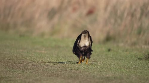 Süd-Caracara schlendert durch eine Grasfläche und macht eine Pause, um die Umgebung zu beobachten
