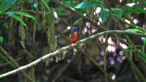 Blue-eared Kingfisher Perched On The Stem Of Plant. - closeup shot