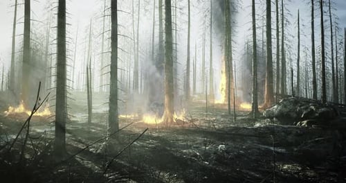Forest Engulfed in Flames Creating a Haunting Landscape at Dawn