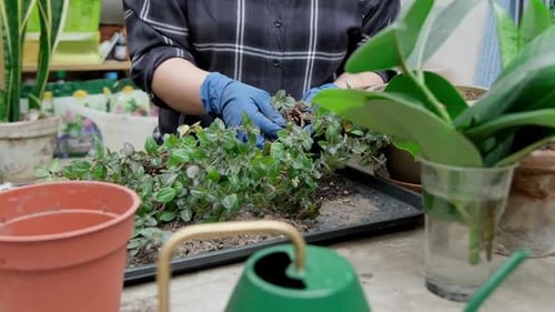 Woman Separating Roots of Small Plant Indoors