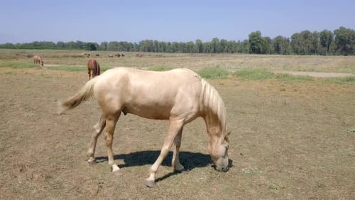 Horse Grazing Peacefully in a Rural Pasture
