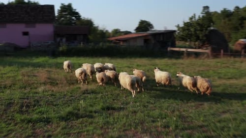 Drone chasing sheep in agricultural field.