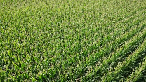 Drone flying over corn field at spring. Aerial view of green agriculture field