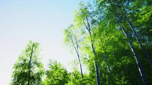 First Spring Greens in Birch Grove