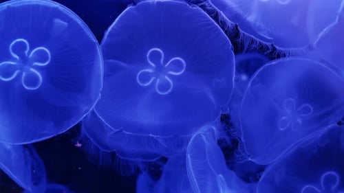 Mondquallen schwimmen im dunkelblauen Wasser im Aquarium