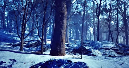 Mystical Winter Forest with Shimmering Snow and Towering Trees at Dusk