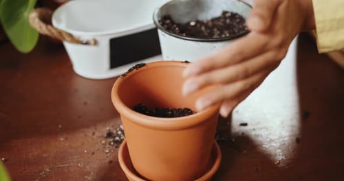 How to Repot Dracaena Compacta a Home Plant Hands Filling a Pot with a Soil