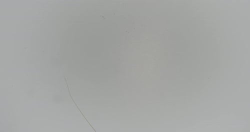 Grasshopper close-up on white background