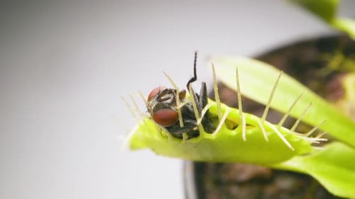 Venus Flytrap plant with trapped house fly. Wide view of plant top and insect. Slow motion. Macro. C