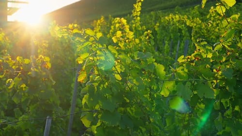 Closeup grape vineyards during a picturesue sunset in the Rhine River Valley, Winningen, Germany