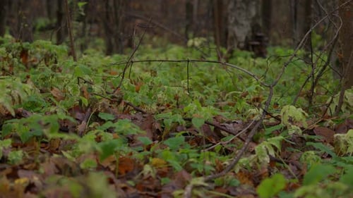 Low Green Plants Covering Wet Forest Floor in Autumn