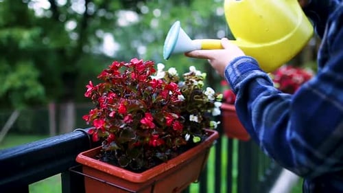 Arroser les fleurs dans le jardin par l'homme