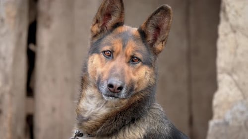 Portrait German Shepherd with Wet Nose Close Up Dog on Leash Attentively Looks Into Camera