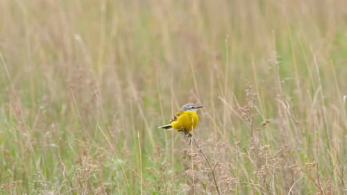 Beautiful Yellow Wagtail Bird