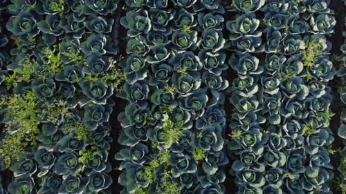 Drone shot reveals large cabbage farm field in harvesting season, Overhead view