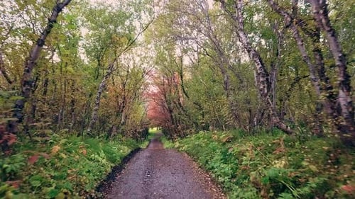 Walking a path in an icelandic forest