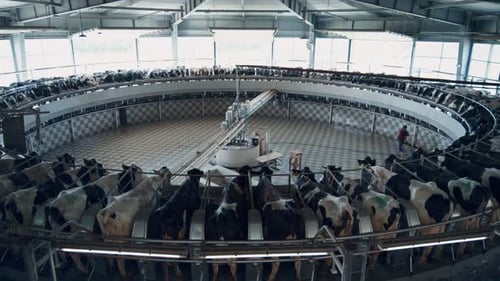 Système automatisé de traite des vaches dans une ferme technologique moderne avec du bétail. Lait
