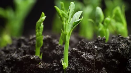 Emerging Pea Plant Seedling Growing in Soil