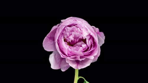 Pink Peony Flower Blooming Time Lapse