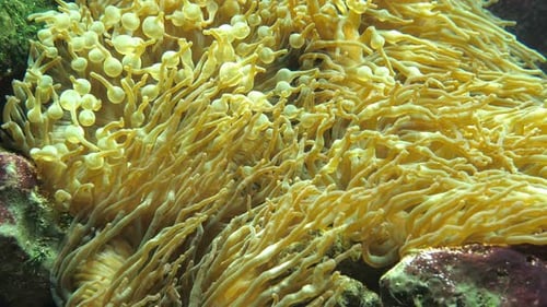 Yellow Anemones in the Sea