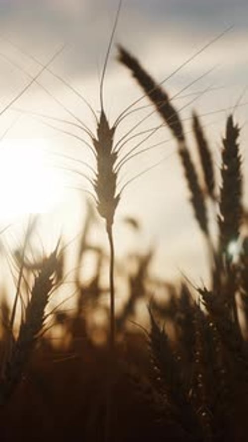 Golden Barley Ears in Agricultural Fields Closeup View Harvesting Cereals in Ecological Area