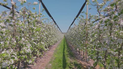Spring blossom of apple trees
