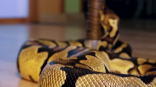 Una pitón estrangula a una serpiente sujetada por un hombre