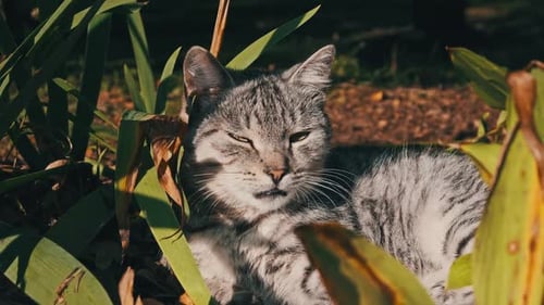 Stray Cat Rests in Green Bushes in Nature in the Park
