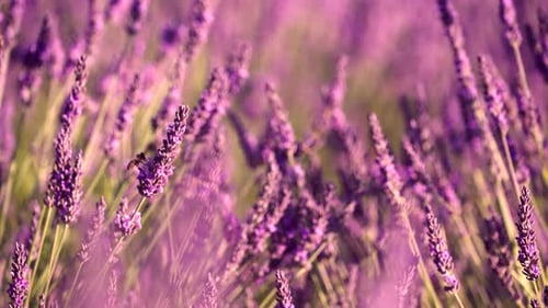 Lavender Field with Honey Bees, Provence France