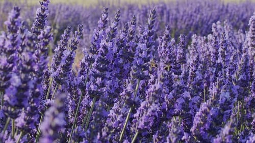 Lavender Field 129